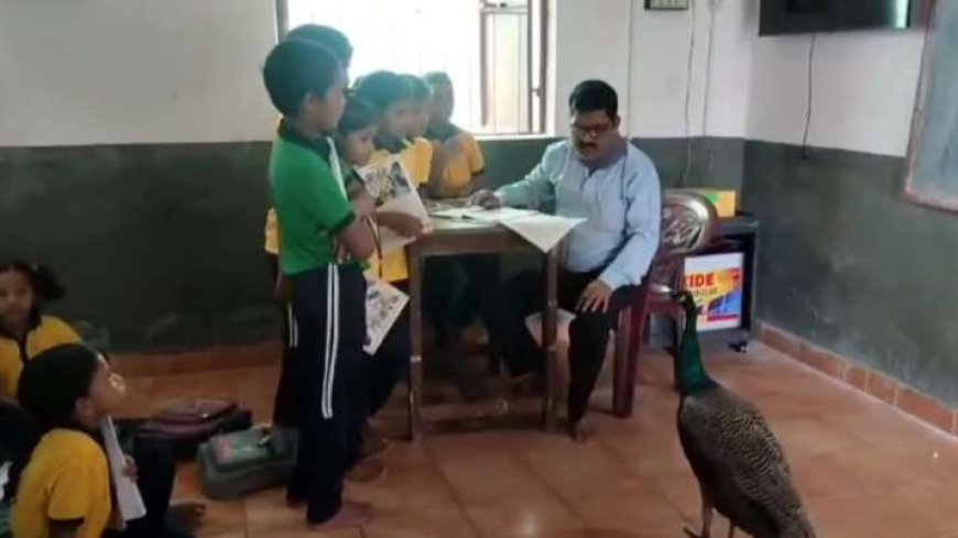 VIDEO: स्कूल क्लास में बच्चों के साथ मोर का आगमन, टीचर का प्रश्न छात्रों को हंसाए PWCNews