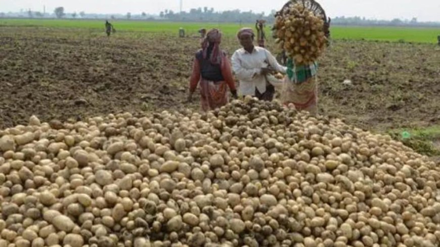 ओडिशा में आलू का संकट बढ़ा, मंत्री ने पश्चिम बंगाल की मुख्यमंत्री पर एक नजर डाली PWCNews