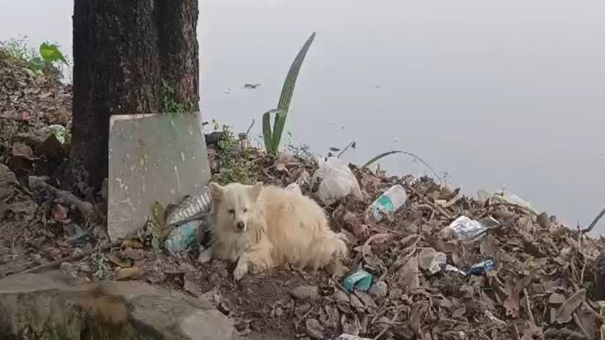 मालिक की लाश के साथ पेड़ पर लटका पालतू कुत्ता, देखें वीडियो! चौंकानेवाली घटना! PWCNews