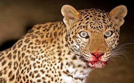 पौड़ी गढ़वाल: गुलदार के हमले में महिला की मौत, क्षेत्र में दहशत का माहौल