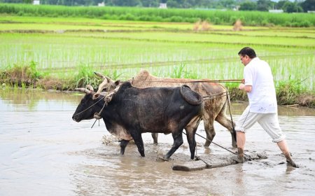उत्तराखंड: सीएम धामी ने खटीमा में धान रोपाई कर किसानों का किया अभिनंदन