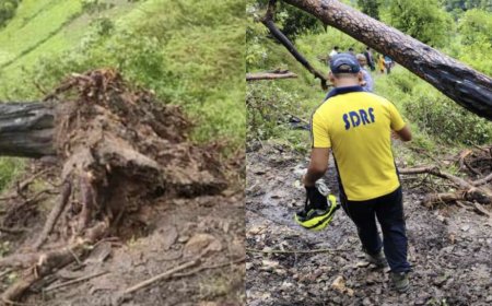 उत्तराखंड: बारिश के कारण पेड़ गिरने से दो छात्रों की जान गई, स्कूल लौटते समय हुआ हादसा