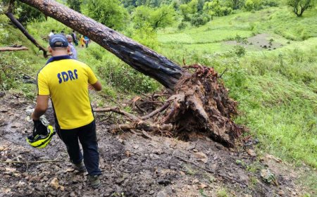 उत्तराखंड में भयानक हादसा: पेड़ की गिरने से दो छात्रों की जान गई, स्कूल से लौटते समय हुई दुर्घटना