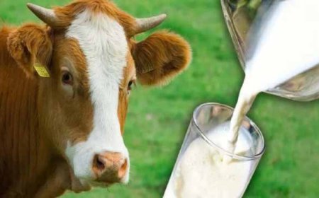 भारत-अमेरिका व्यापार वार्ता में मांसाहारी दूध विवाद: धार्मिक आस्थाओं और कृषि के मामले