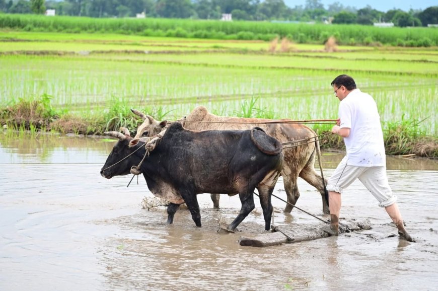 सीएम धामी ने खटीमा में की धान रोपाई, किसानों के श्रम को किया नमन