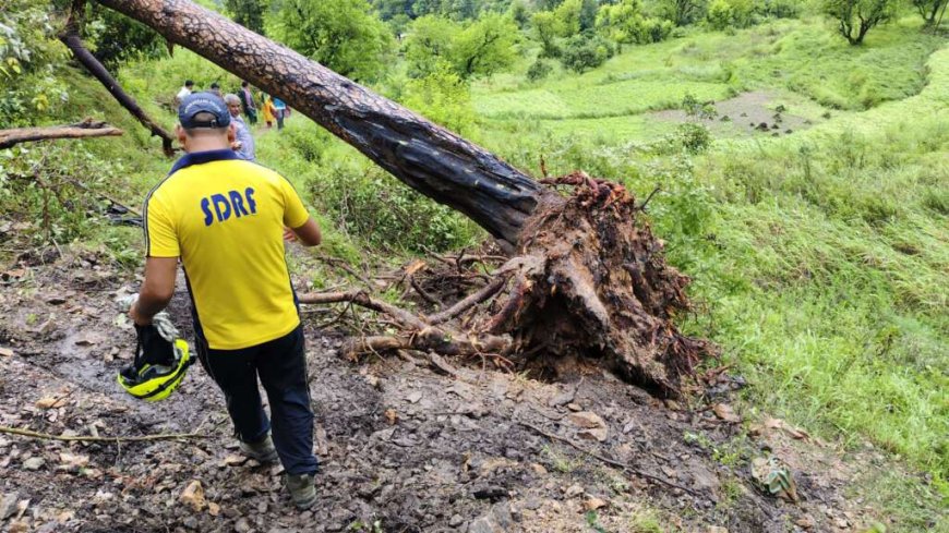 उत्तराखंड में पेड़ की चपेट में आने से दो छात्रों की मौत, स्कूल से लौटते समय हुआ हादसा