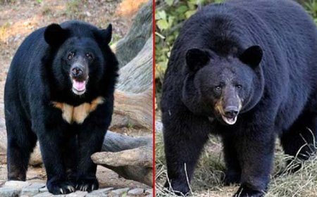 ग्रामीणों को भालू के आतंक से मिलेगा शीघ्र राहत, आदमखोर घोषित करने का निर्णय