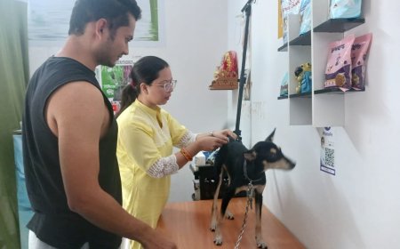कुत्ते और बिल्लियों के लिए निःशुल्क कैंप: संक्रामक बीमारियों से बचाव का अहम कदम