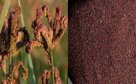 उत्तराखंड में मंडुवा खरीद का अभियान शुरू, जानें प्रति किलो क्या है मूल्य और लक्ष्य