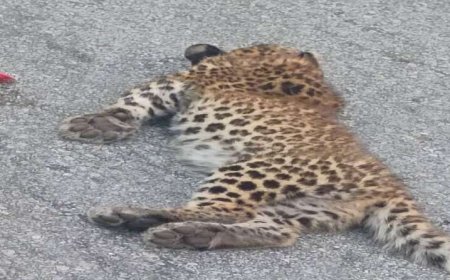 एनएच पर अज्ञात वाहन की चपेट में आने से गुलदार के शावक की मौत