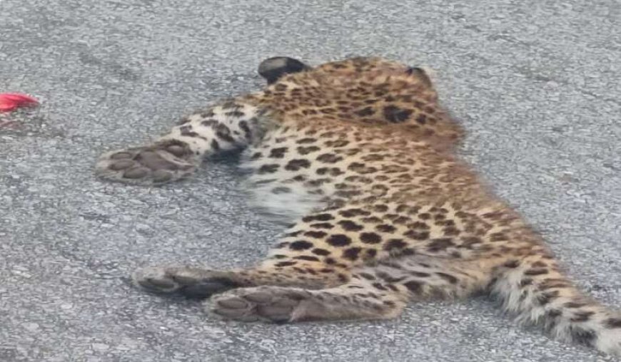 एनएच पर अज्ञात वाहन की चपेट में आने से गुलदार के शावक की मौत