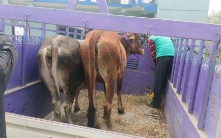 चम्पावत : चार गोवंश पशु लावारिस छोड़े, पालिका ने दर्ज कराया मुकदमा