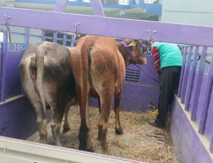 चम्पावत : चार गोवंश पशु लावारिस छोड़े, पालिका ने दर्ज कराया मुकदमा