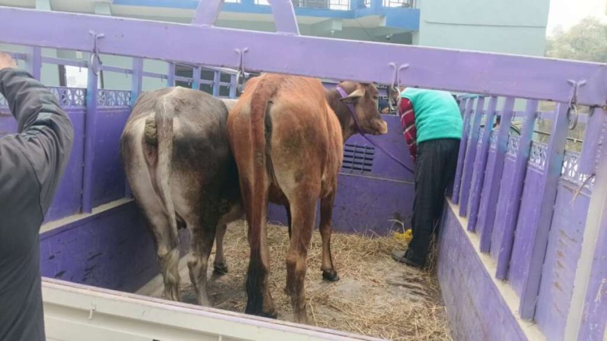 चम्पावत : चार गोवंश पशु लावारिस छोड़े, पालिका ने दर्ज कराया मुकदमा