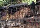 नैनीताल: मोरा गांव में गुलदार की गिरफ्तारी से ग्रामीणों में राहत, वन विभाग की बड़ी सफलता