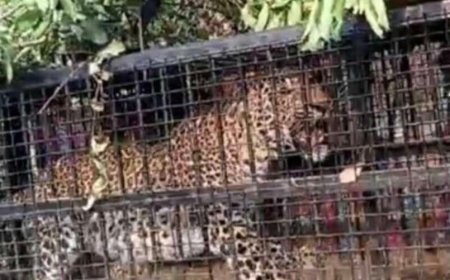 नैनीताल: मोरा गांव में गुलदार की गिरफ्तारी से ग्रामीणों में राहत, वन विभाग की बड़ी सफलता