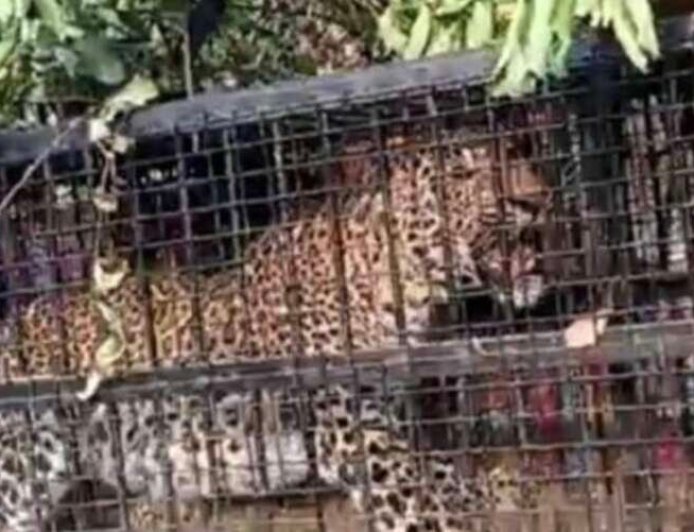 नैनीताल: मोरा गांव में गुलदार की गिरफ्तारी से ग्रामीणों में राहत, वन विभाग की बड़ी सफलता