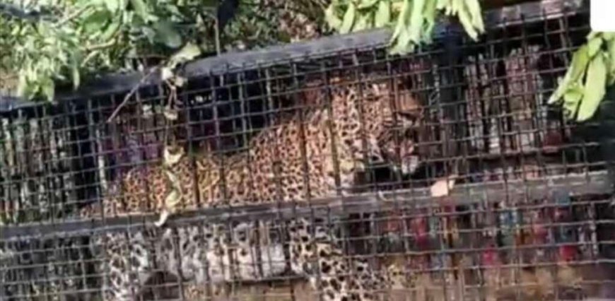 नैनीताल: मोरा गांव में गुलदार की गिरफ्तारी से ग्रामीणों में राहत, वन विभाग की बड़ी सफलता