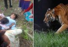 अल्मोड़ा: तल्ला सल्ट में बाघ ने ग्रामीण की जान ली, 15 दिन के अंदर दूसरी दिल दहला देने वाली घटना