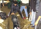 लोहाघाट: जिलाधिकारी के निर्देशों की अनदेखी, खुला कलमठ बना सड़क दुर्घटनाओं का कारण