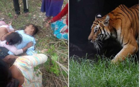 अल्मोड़ा: तल्ला सल्ट में बाघ ने ग्रामीण की जान ली, 15 दिन के अंदर दूसरी दिल दहला देने वाली घटना