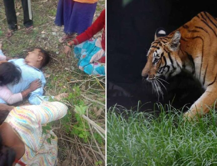 अल्मोड़ा: तल्ला सल्ट में बाघ ने ग्रामीण की जान ली, 15 दिन के अंदर दूसरी दिल दहला देने वाली घटना