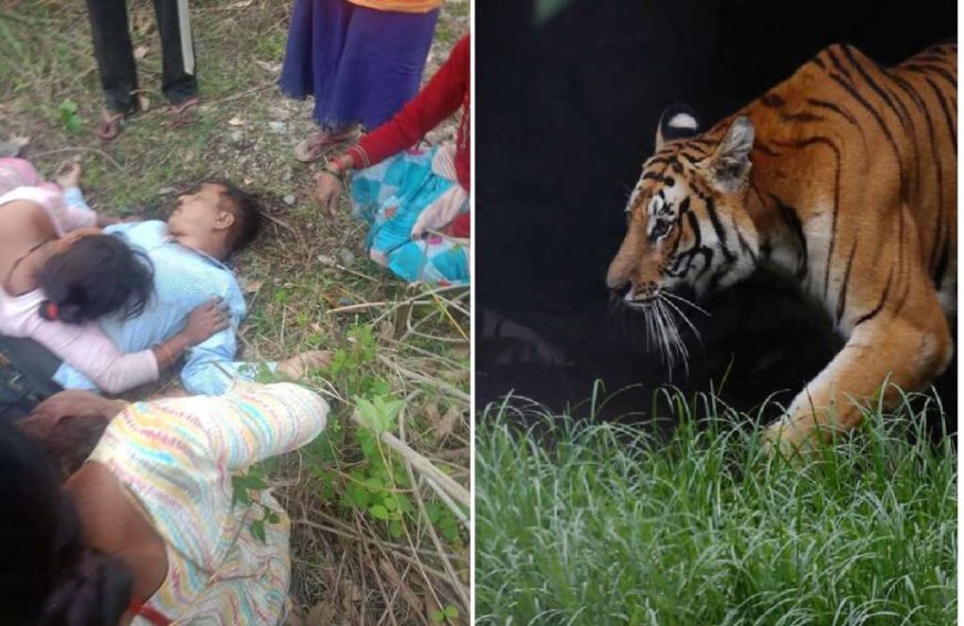 अल्मोड़ा: तल्ला सल्ट में बाघ ने ग्रामीण की जान ली, 15 दिन के अंदर दूसरी दिल दहला देने वाली घटना