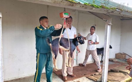 चम्पावत में पशुपालकों को मिला नया बाजार, ITBP को 473 किलो बकरी की पहली खेप की आपूर्ति